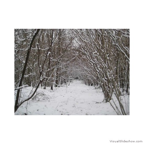 Nuns walk in January 2013400px