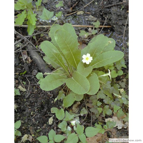 Primroses are a welcome sight in Spring400px