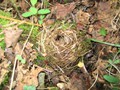 A deserted dormouse hibernation nest400px