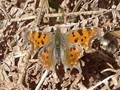 Comma Butterfly in Spring on bracken400px