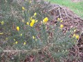 Gorse flowers smell of coconut400px