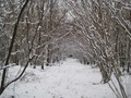 Nuns walk in January 2013400px