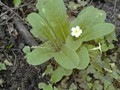 Primroses are a welcome sight in Spring400px