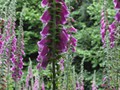 These Foxgloves grow to over 6' tall200px