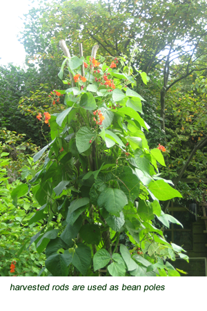 harvested rods are used as bean poles