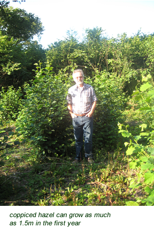 coppiced hazel can grow as much as 1.5m in the first year