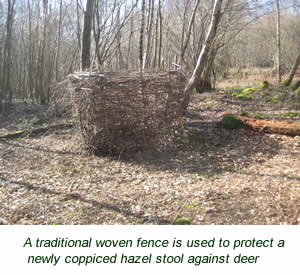 a traditional woven fence is used to protect a newly coppiced hazel stool against deer
